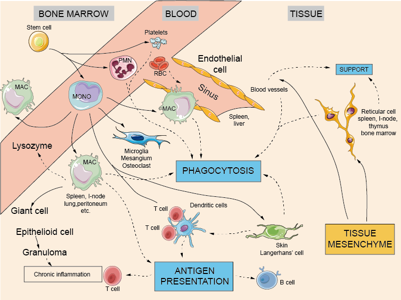 Phagocytic cells and the reticuloendothelial system